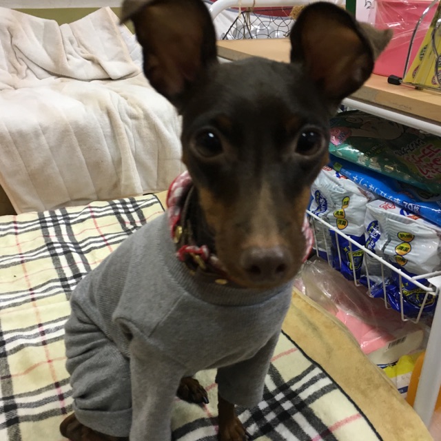 【今日の里帰りワンコ🐶天助くん💕、まろちゃん💕、ピュリアちゃん💕】No3